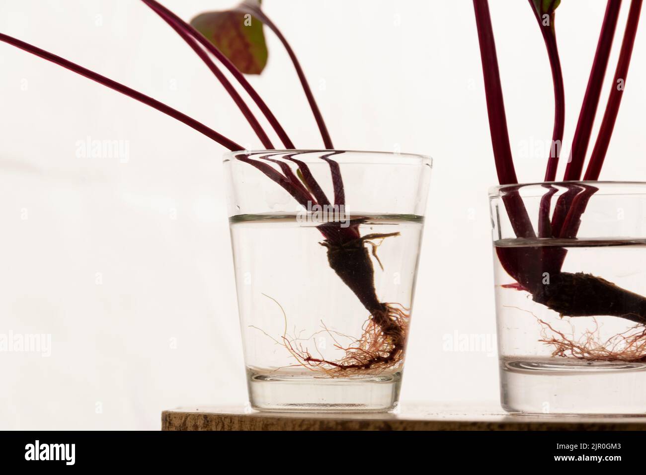 Homemade rooting plant, water propagation in glass Stock Photo Alamy