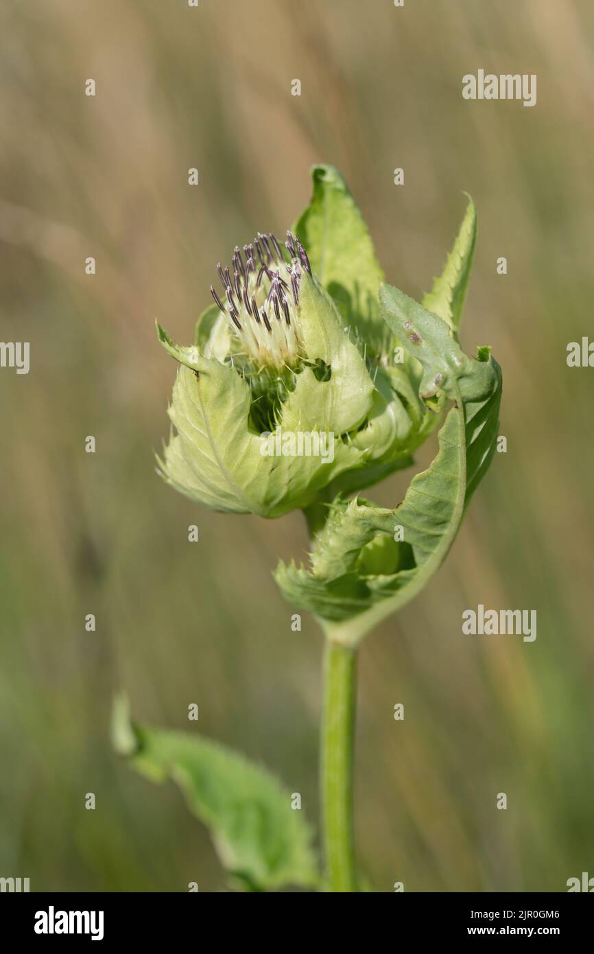 Blossom of cabbage thistle (Cirsium oleraceum). Stock Photo