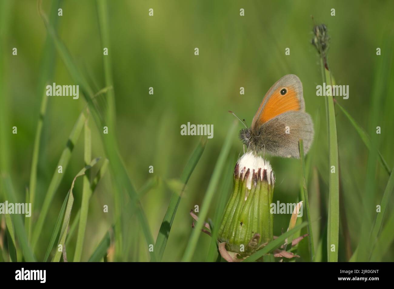 Small heath butterfly in nature resting on a flower, tiny orange and grey butterfly Stock Photo