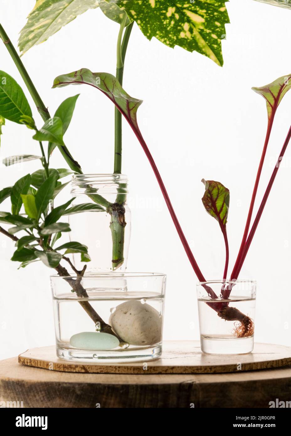Homemade rooting plant, water propagation in glass Stock Photo Alamy