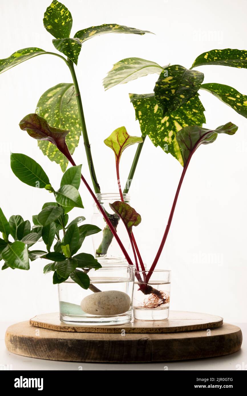 Homemade rooting plant, water propagation in glass Stock Photo