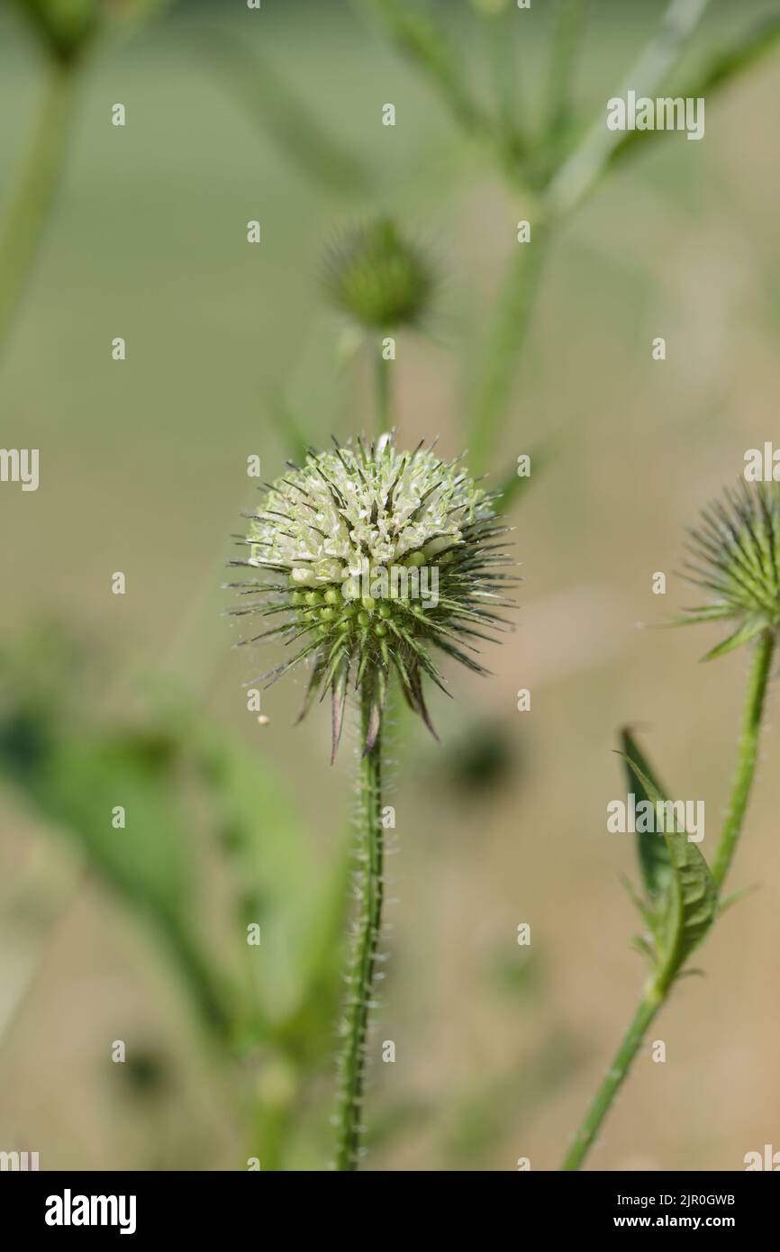 Small Teasel Dipsacus pilosus hi-res stock photography and images - Alamy