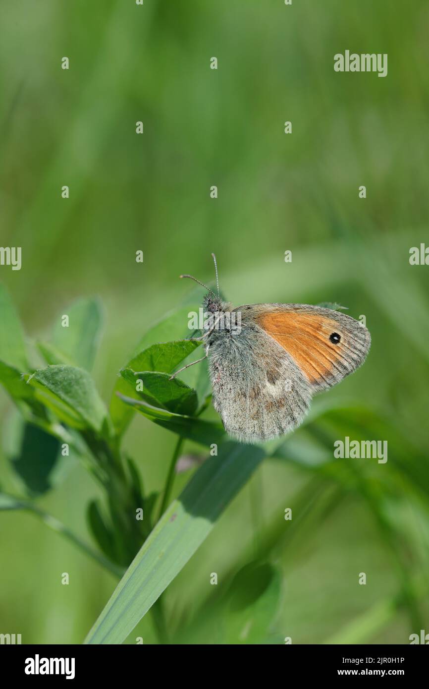 Small heath butterfly (Coenonympha pamphilus). Stock Photo