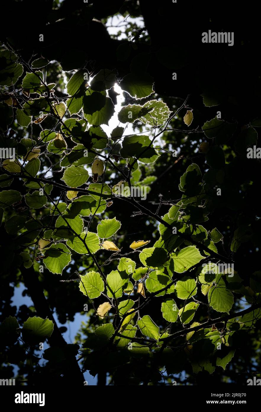 Morning sunlight on a branch of Beech Tree leaves in a dark woodland, Worcestershire, England. Stock Photo