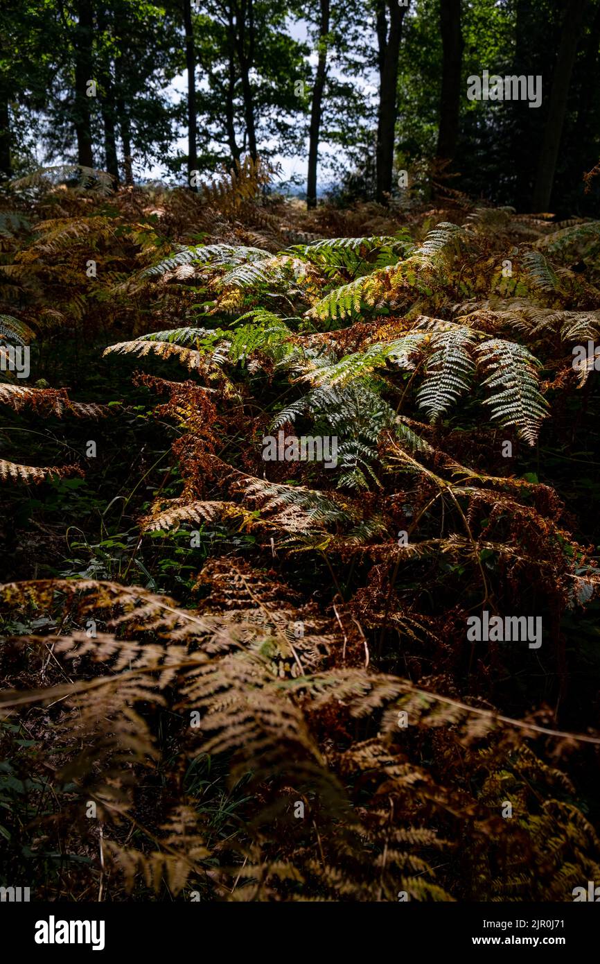 Woodland Bracken starts to change to it's Autumn colour in mid August in a wood in Worcestershire, ENgland. Stock Photo