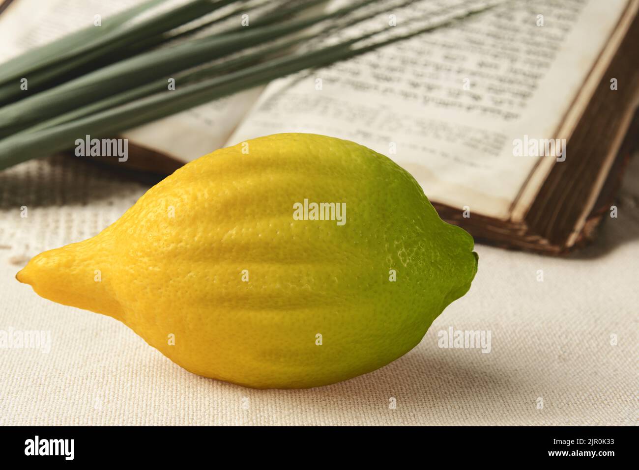 Festival of Sukkot. Book of Leviticus, etrog and lulav. Symbols of Torah-commanded holiday. Selective focus. Closeup Stock Photo