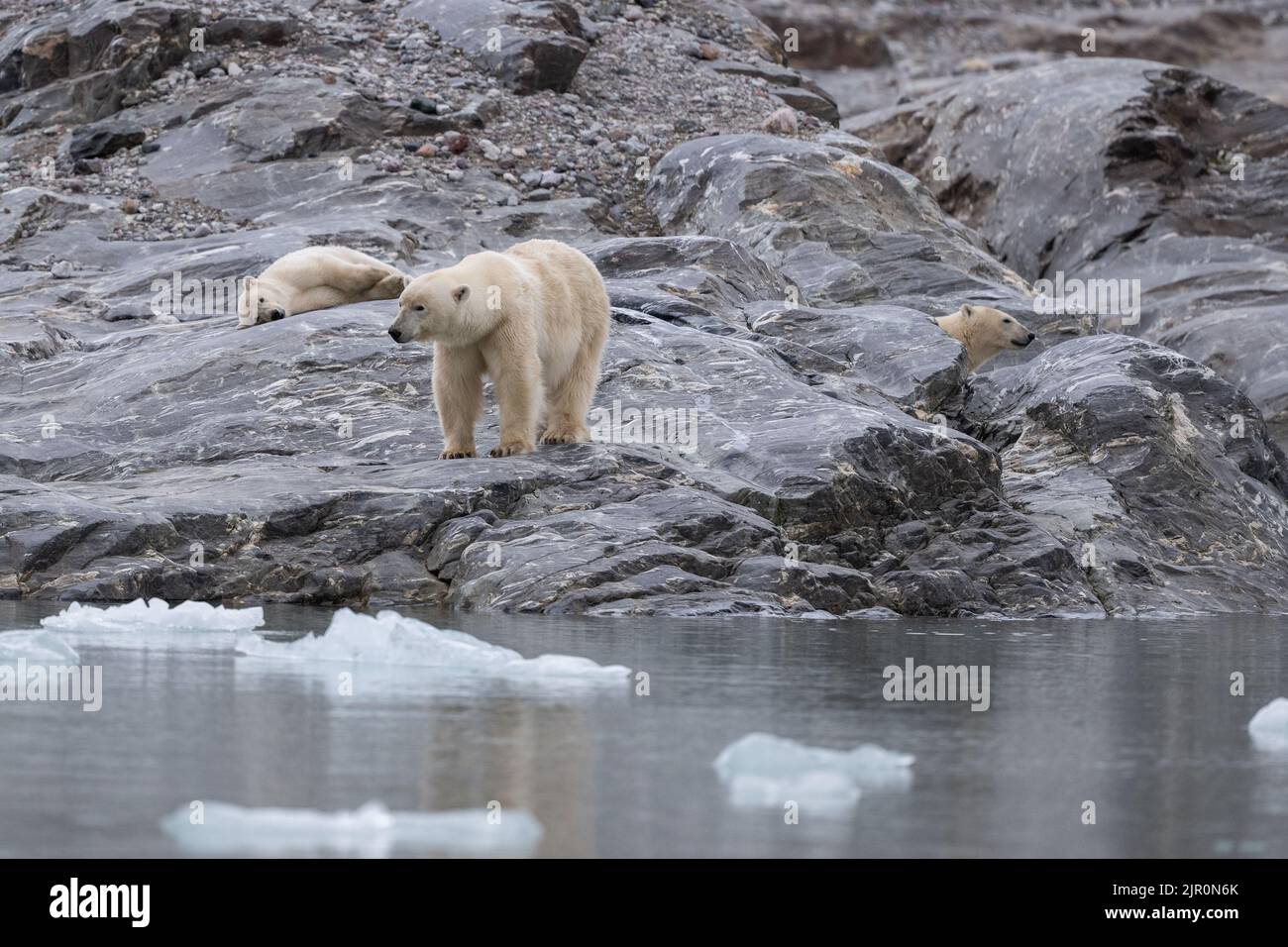 A view of polar bears on a rocky shore against melting ice at Svalbard Stock Photo