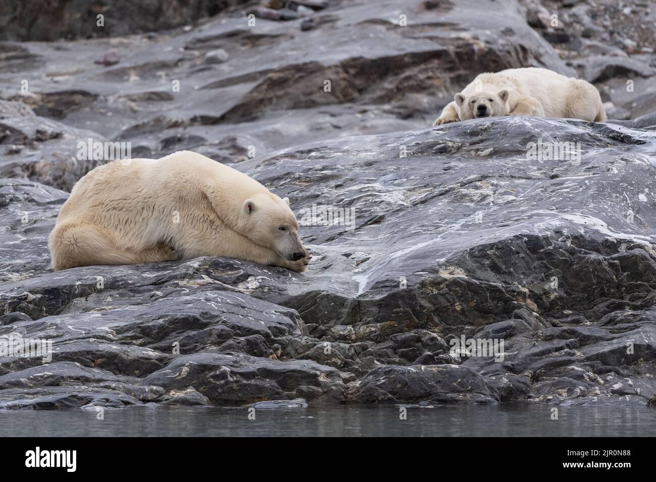 A closeup of polar bears on a rocky shore at Svalbard Stock Photo