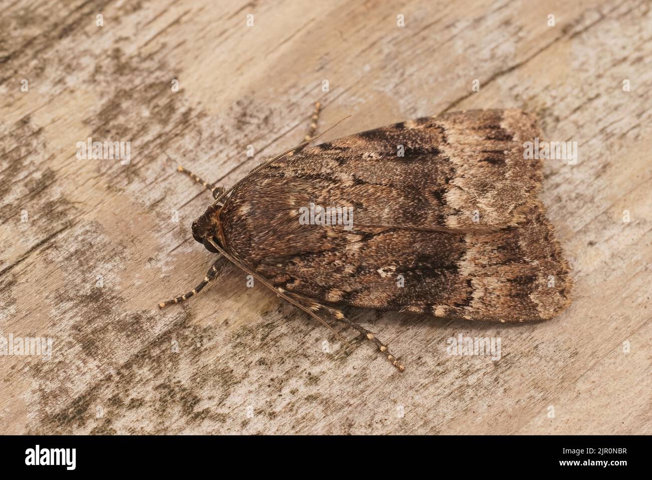 Detailed closeup on the large dark brown pyramidal green fruitworm owlet moth, Amphipyra pyramidea Stock Photo