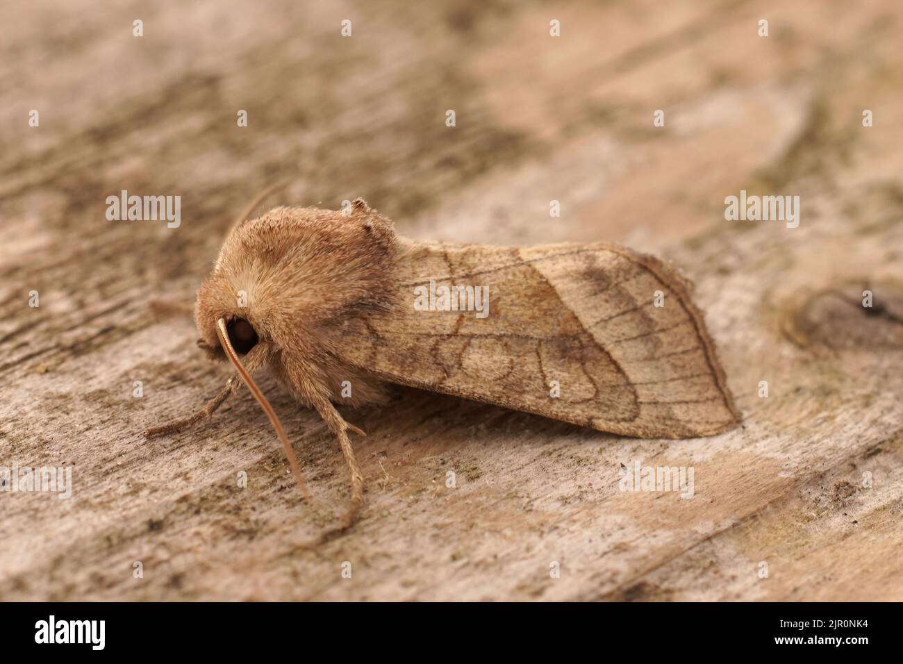 Closeup on the lightbrown rosy rustic potato skin borer owlet moth ,Hydraecia micacea sitting on wood Stock Photo