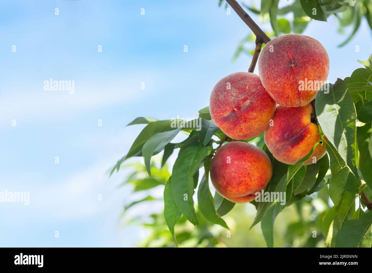 ripe peaches in garden ready to harvest Stock Photo Alamy