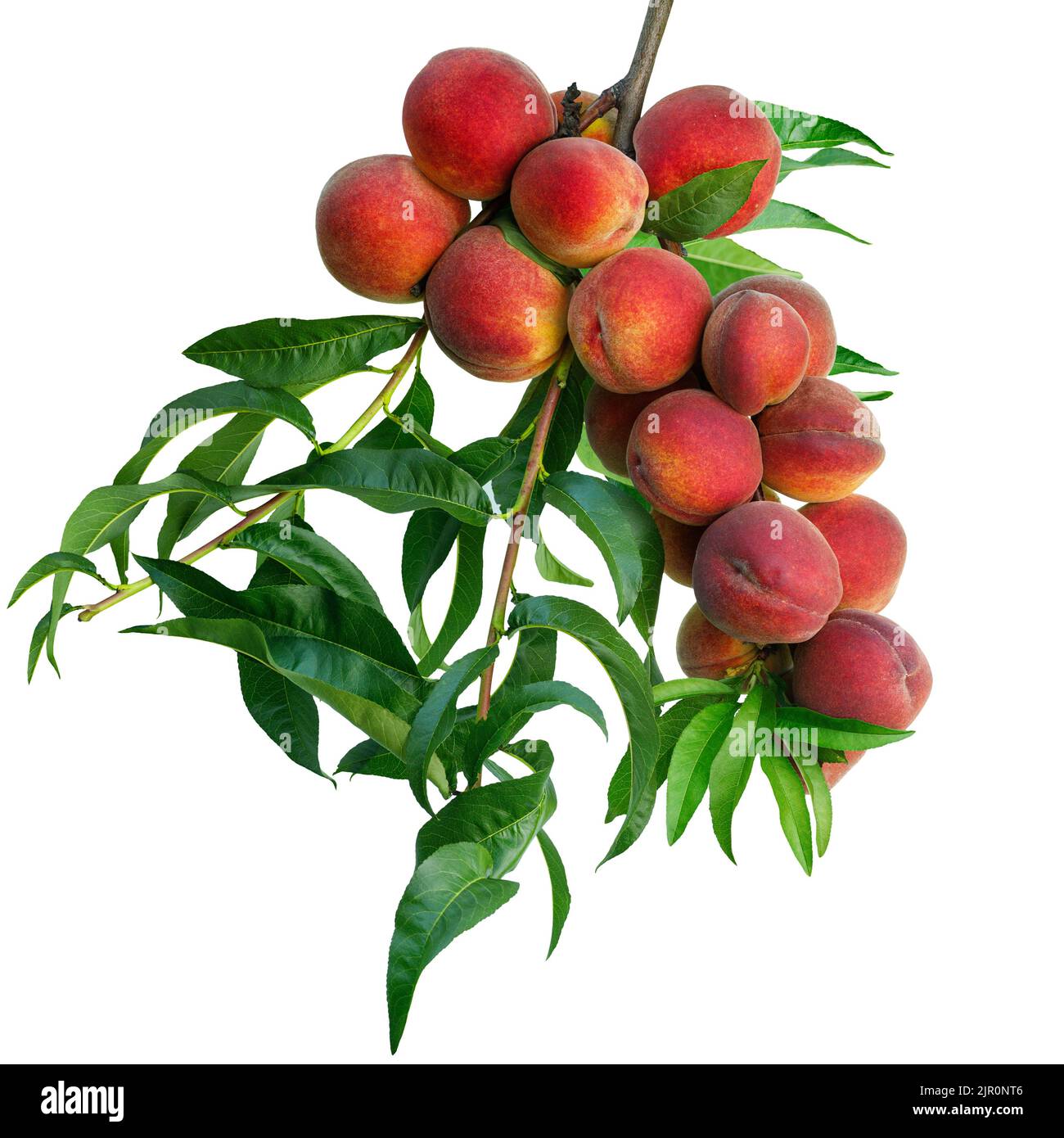 red peaches on branch isolated on white Stock Photo