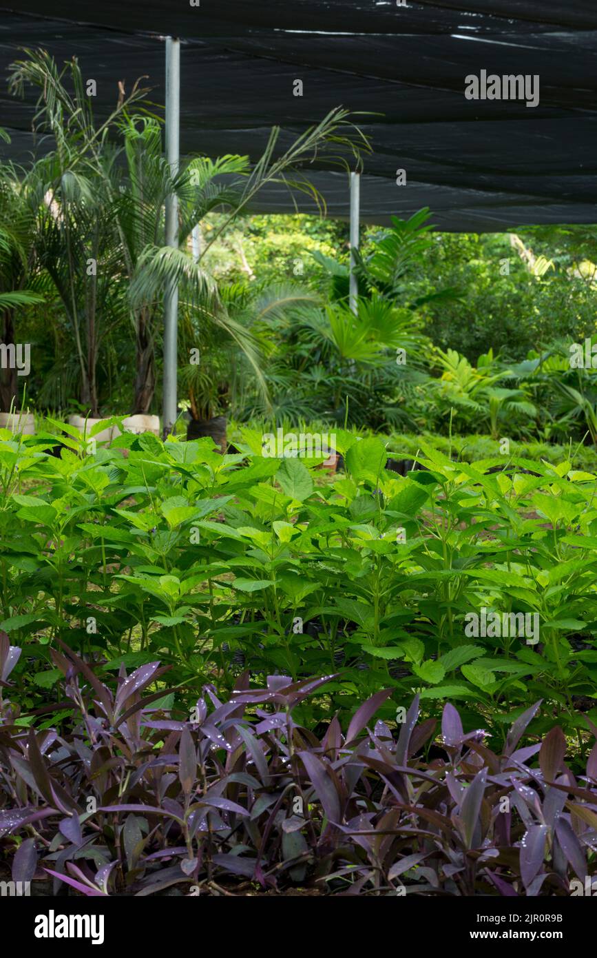 Plants and trees growing In  a tropical greenhouse - stock photo Stock Photo