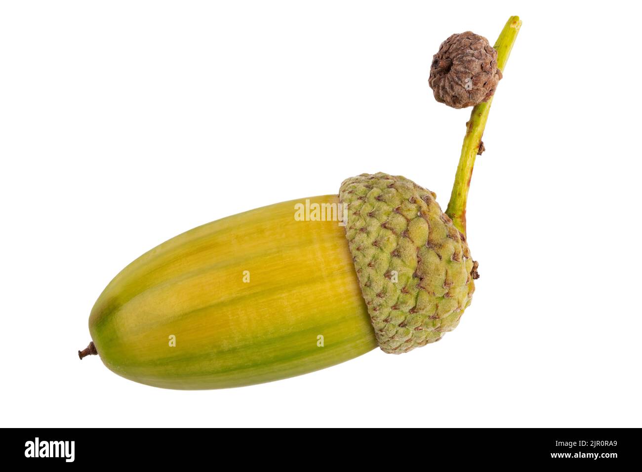 Beautiful acorns on white background. Oak nuts. File contains clipping