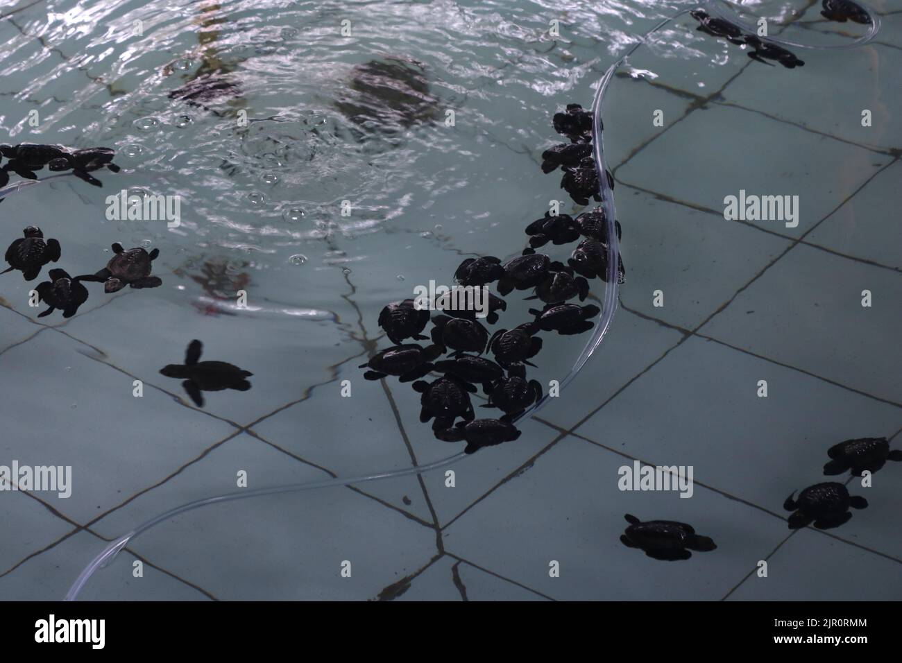 Malang, East Java, Indonesia. 21st Aug, 2022. hundreds of baby sea ...