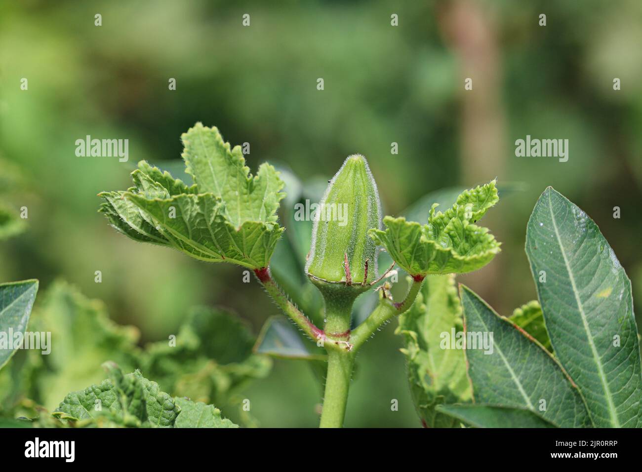 Okra plant in the farms of the west bank, Luxor, Upper Egypt Stock Photo Alamy