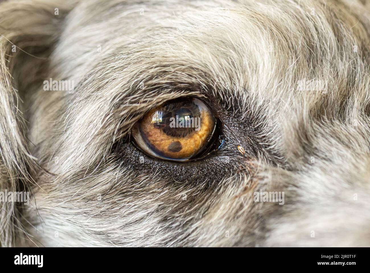 Why Are My Dogs Pupils Grey