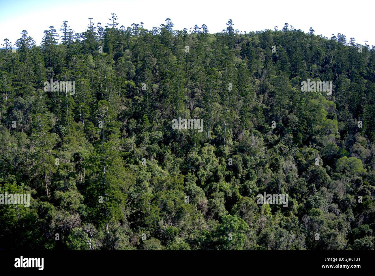 Aerial of Hoop Pine trees growing in the Goodnight Scrub National Park