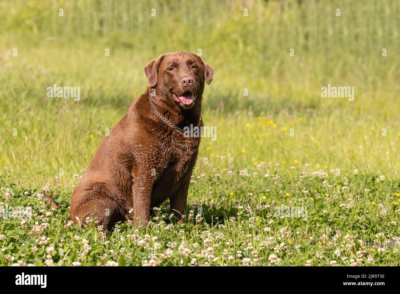 Fat overweight old brown Labrador sitting on the grass Stock Photo