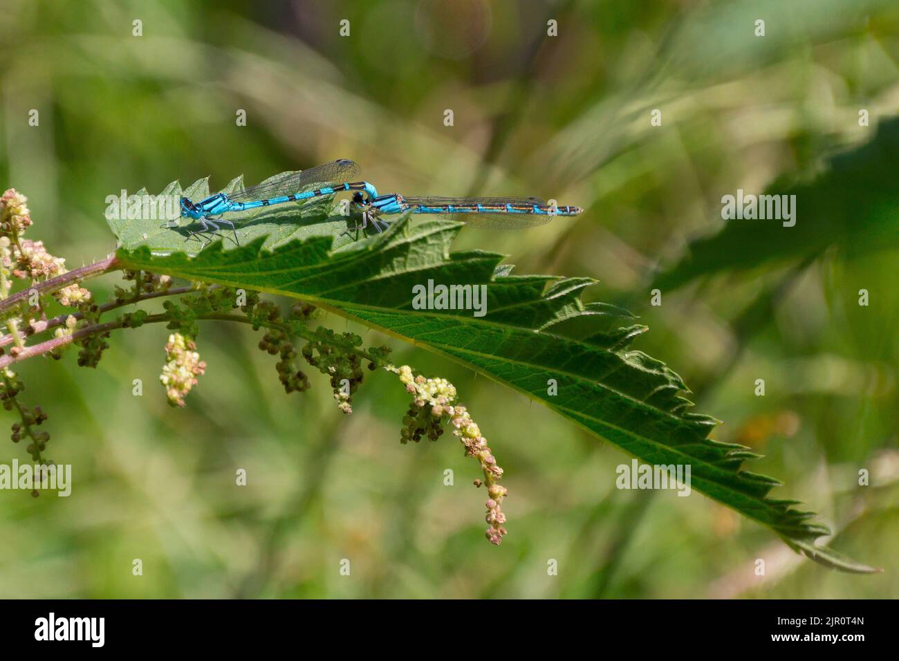 A closeup of two azure damselflies on a plant. Coenagrion puella Stock ...