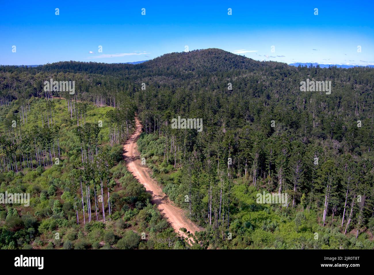 Aerial of Hoop Pine trees growing in the Goodnight Scrub State Forest
