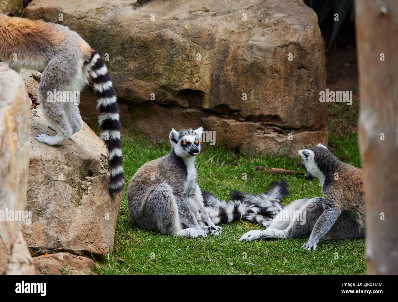 Animal fauna wilderness zoo hi-res stock photography and images - Alamy