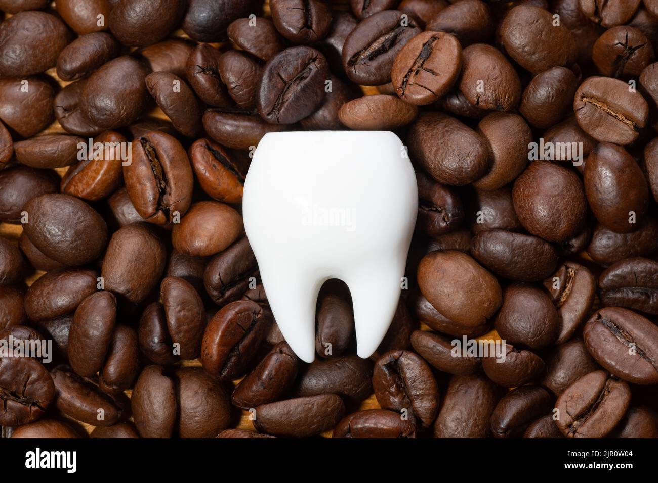 Large white tooth on a pile of roasted coffee beans. Coffee staining