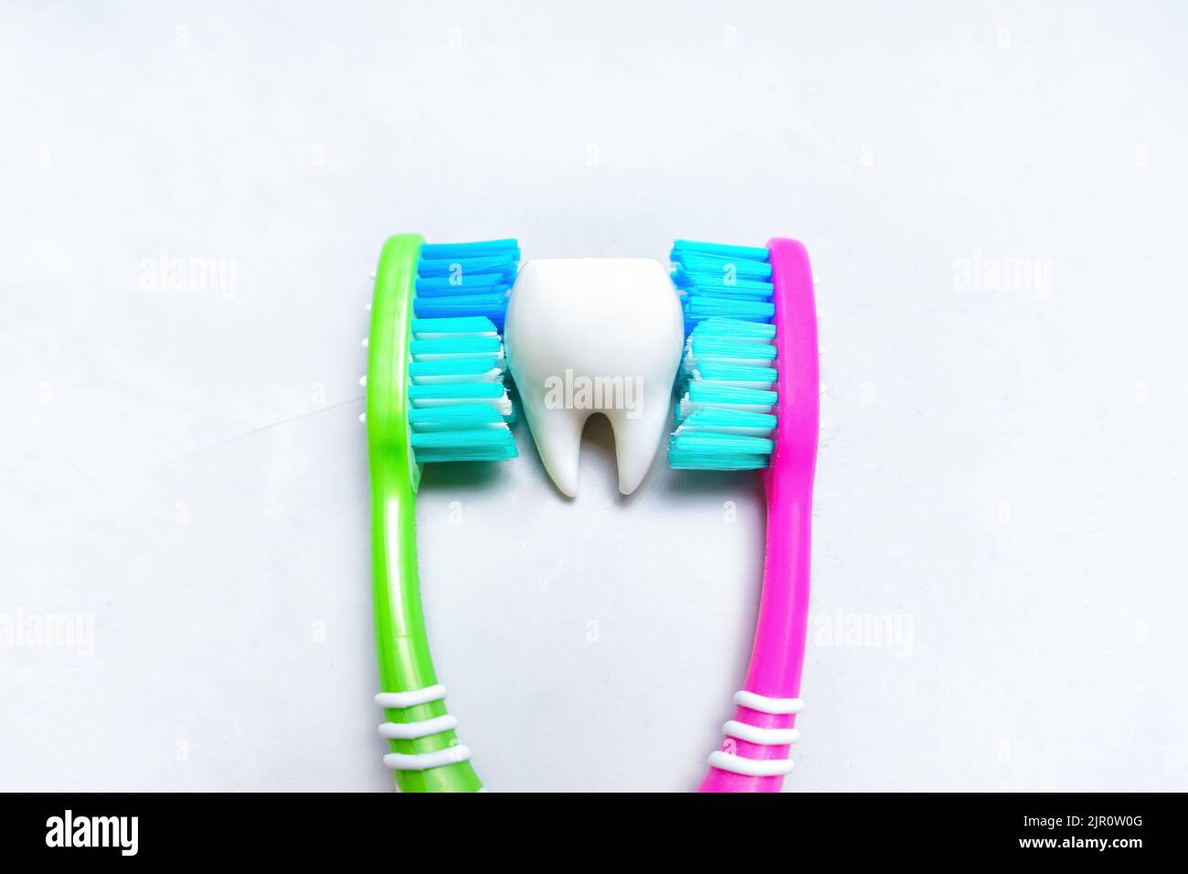 Large white tooth between two colorful toothbrushes isolated on a gray background. Daily dental hygiene routine concept. Stock Photo