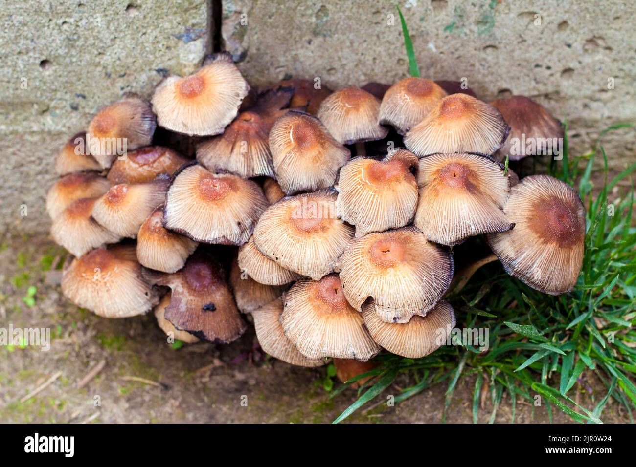 Fruit bodies of Glistening Inkcap Mushroom (Coprinellus micaceus) near concrete wall Stock Photo
