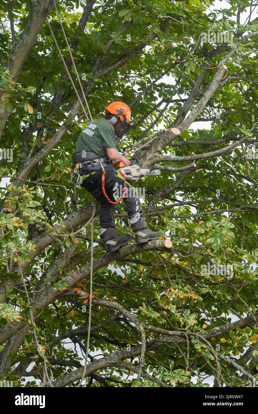 A Jon Curtis tree surgeon up in a sycamore tree hanging from ropes and a body harness, cutting back branches with a chainsaw. Basingstoke, England Stock Photo