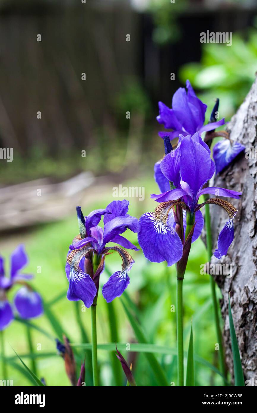 Blue Siberian iris flower closeup on green garden background. Stock Photo