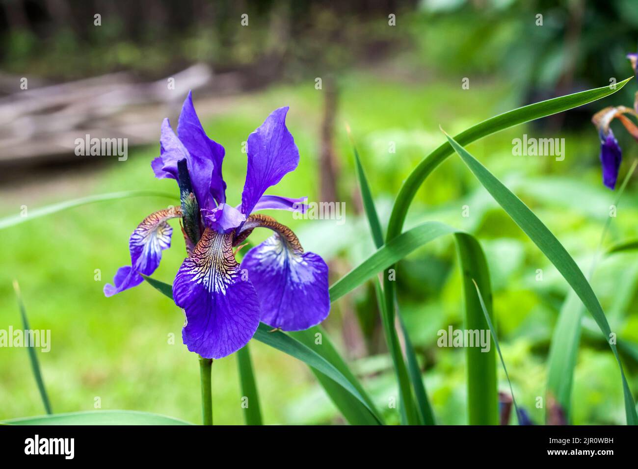 Blue Siberian iris flower closeup on green garden background. Stock Photo