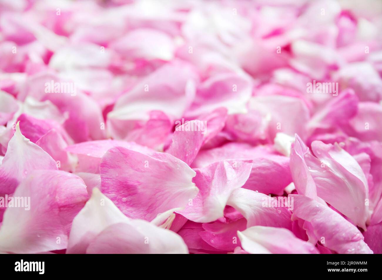 Fresh pink rose petals background. Shallow depth Stock Photo