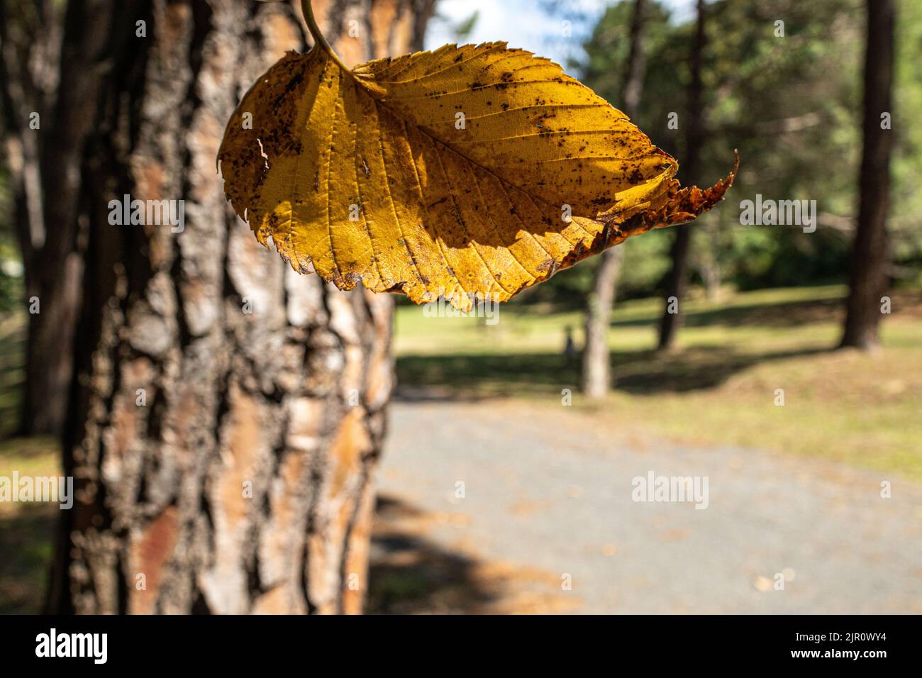 Autumn leaf falls in a forest in Istanbul, Ataturk Arboretum, midAugust, early Autumn Stock