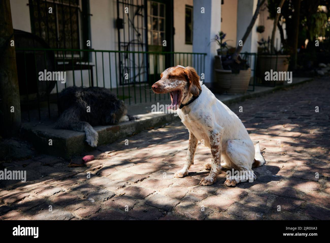 A cute Brittany dog with an open mouth sitting on a street in front of a house Stock Photo