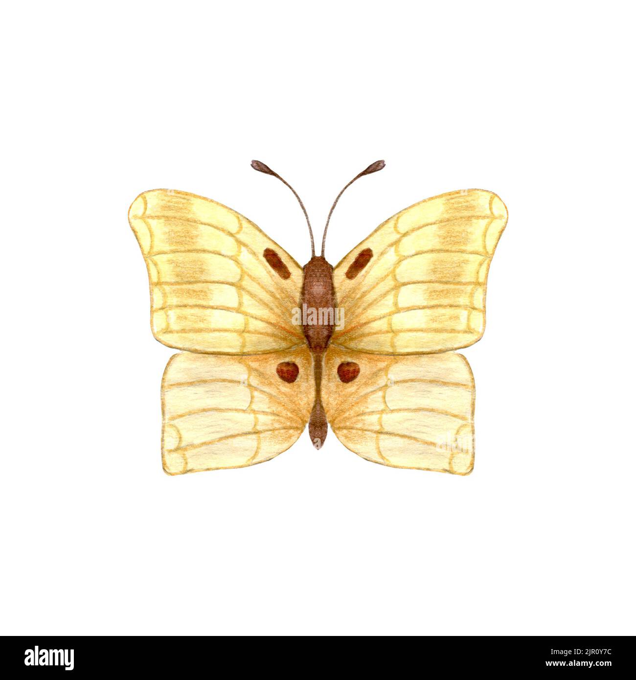 Butterfly. Yellow watercolor butterfly isolated on white background