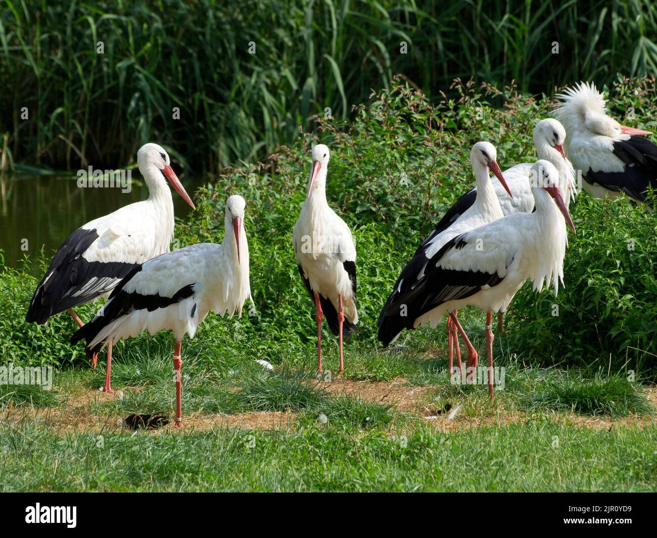 storks in germany Stock Photo - Alamy