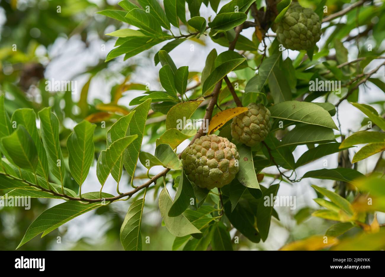 Custard apple fruit growing on a tree, in Thailand. Stock Photo