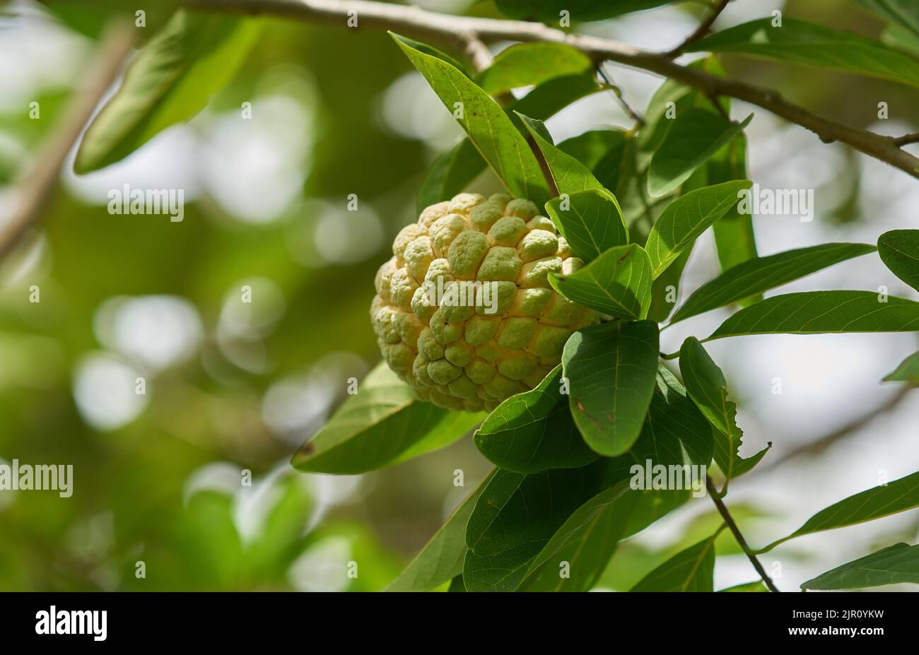 Custard apple fruit growing on a tree, in Thailand. Stock Photo