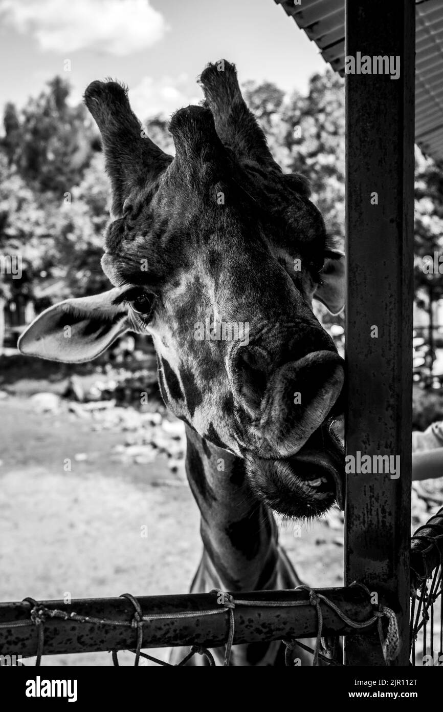 A black and white portrait of a giraffe licking a post of a bridge in a