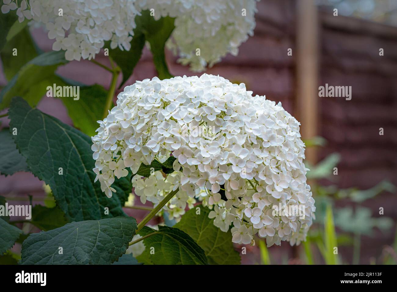 Hydrangea arborescens Annabelle, a large bushy North American shrub , which produces very large, spherical heads of white sterile flowers in summer Stock Photo