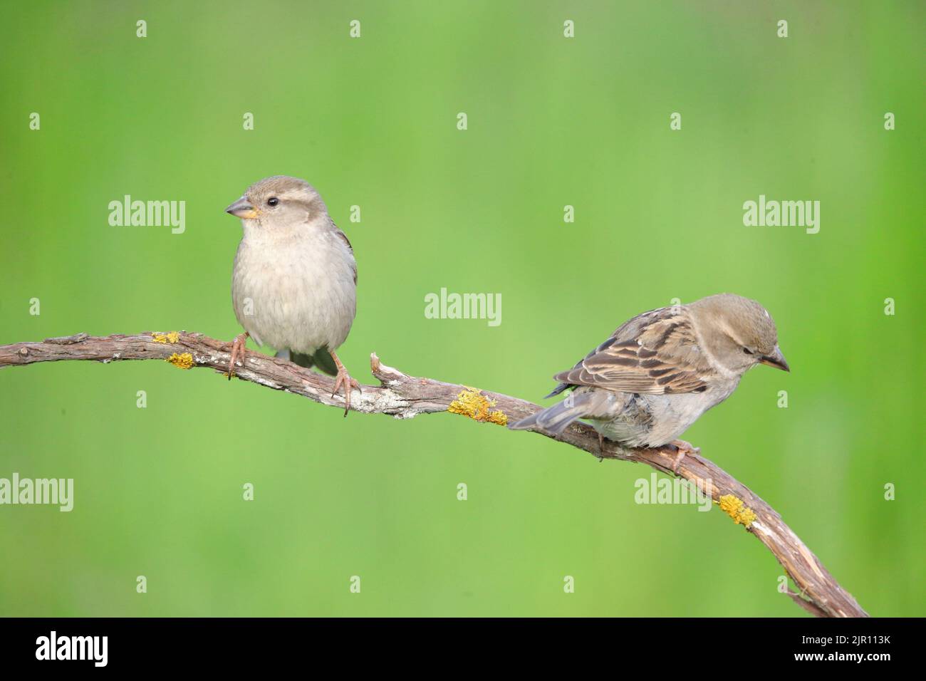 Sparrows on branch in hi-res stock photography and images - Alamy