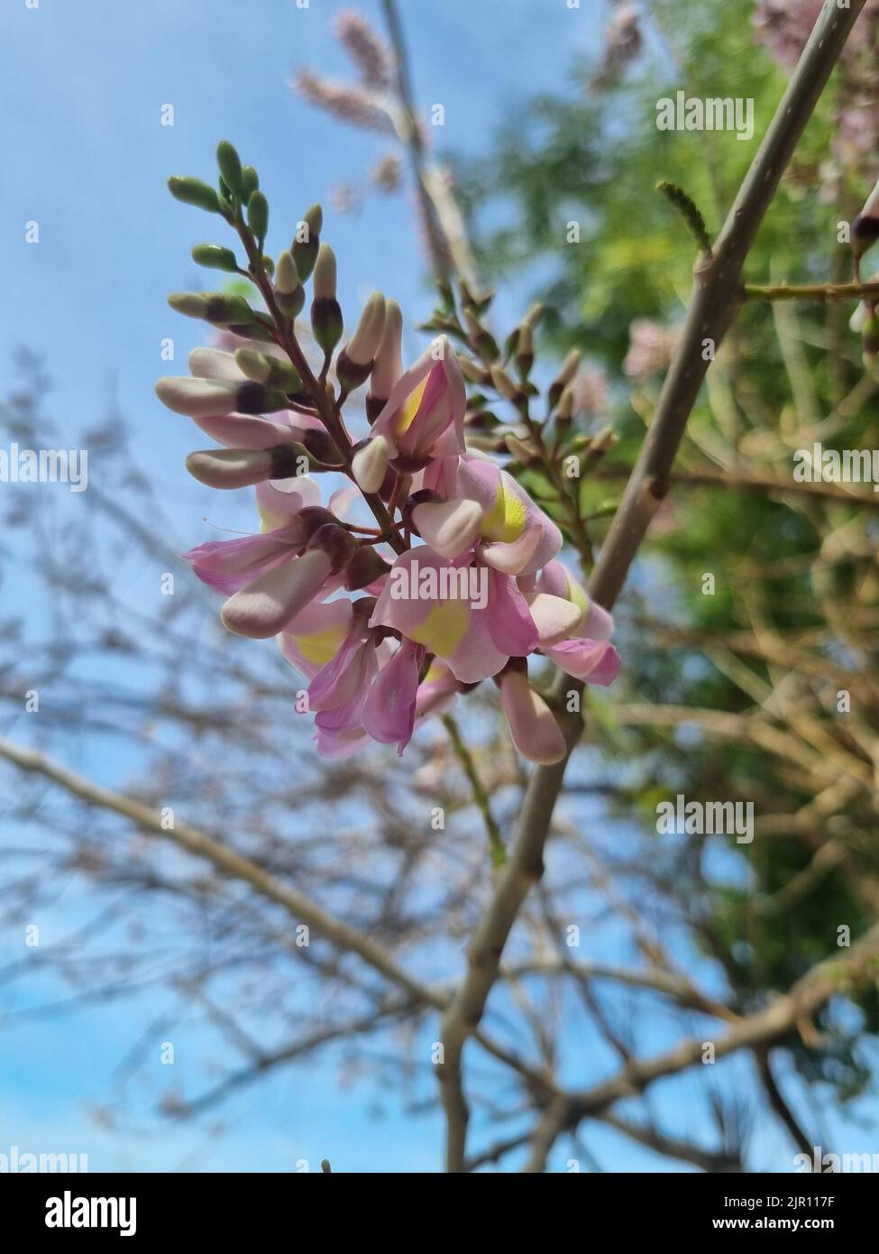 A vertical closeup of Gliricidia sepium blooming on a branch Stock Photo