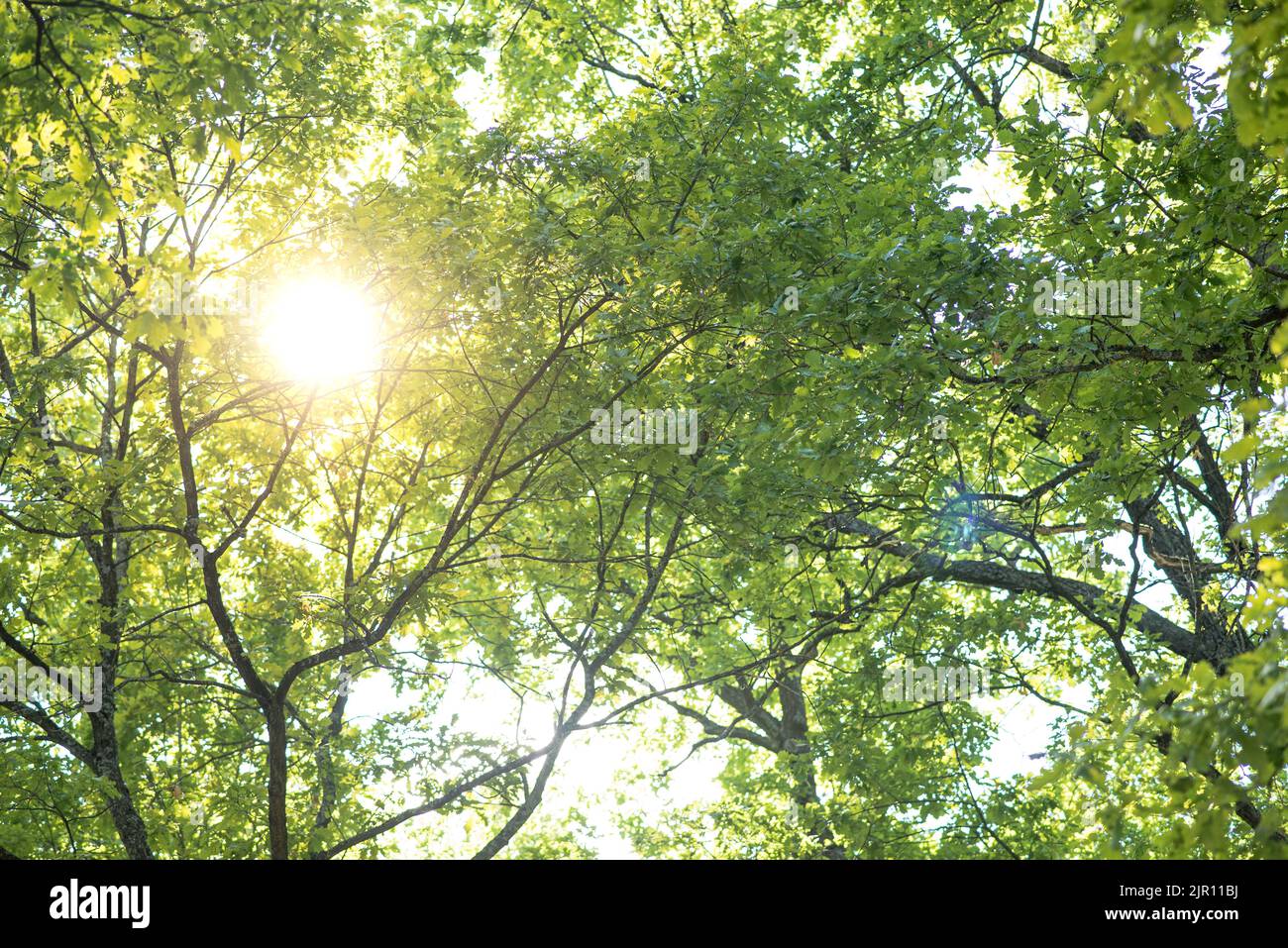 Canopy trees sun ray forest hi-res stock photography and images - Alamy