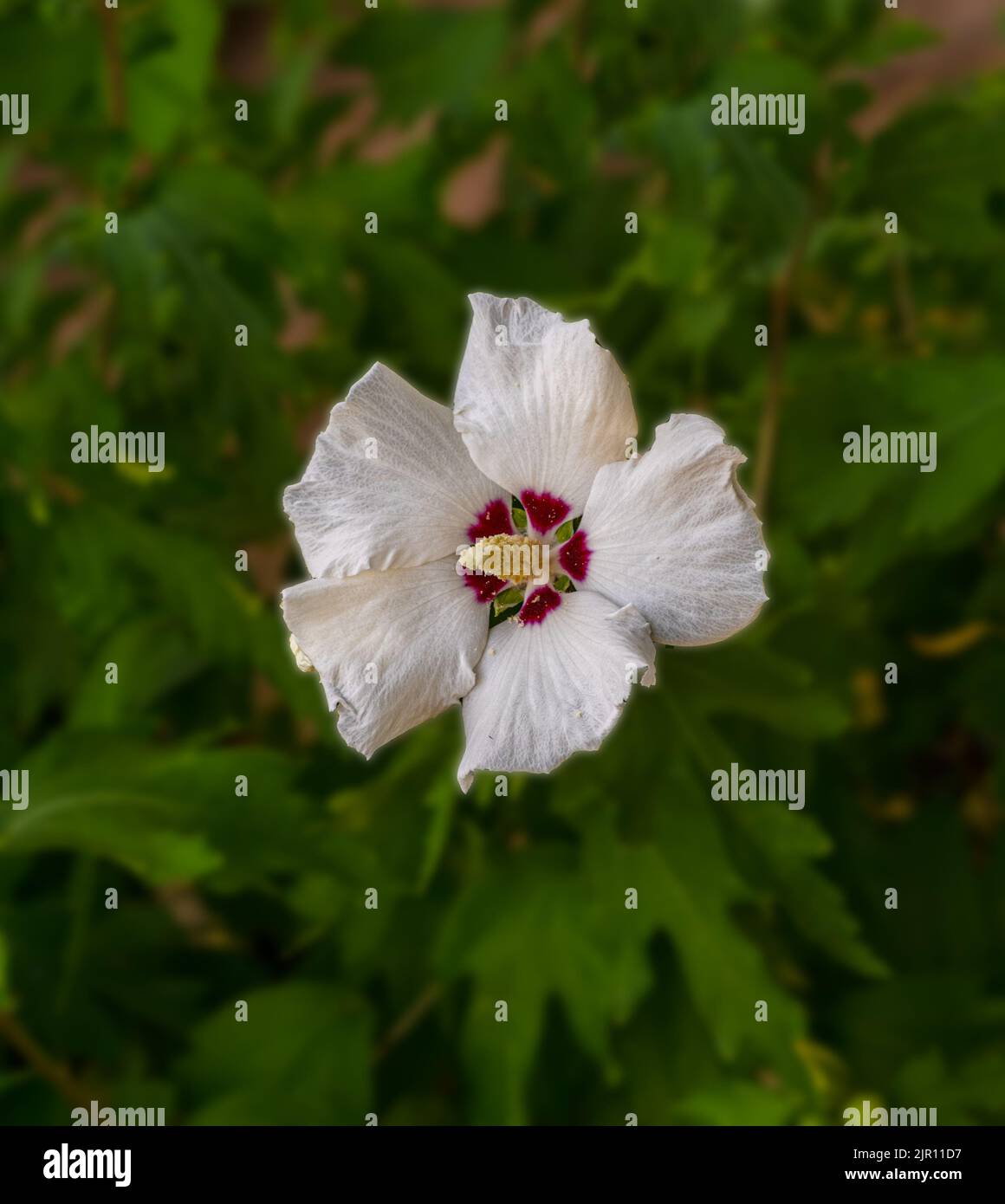 Hibiskus syriacus hi-res stock photography and images - Alamy