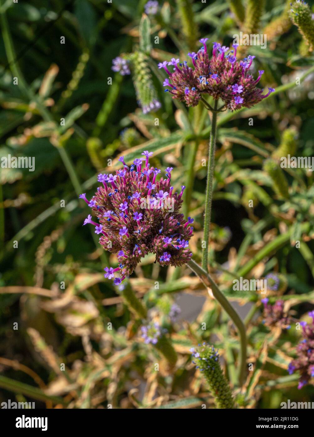 Tuberous Vervain purple flowers (Verbena rigida), Verbenaceae. Stock Photo