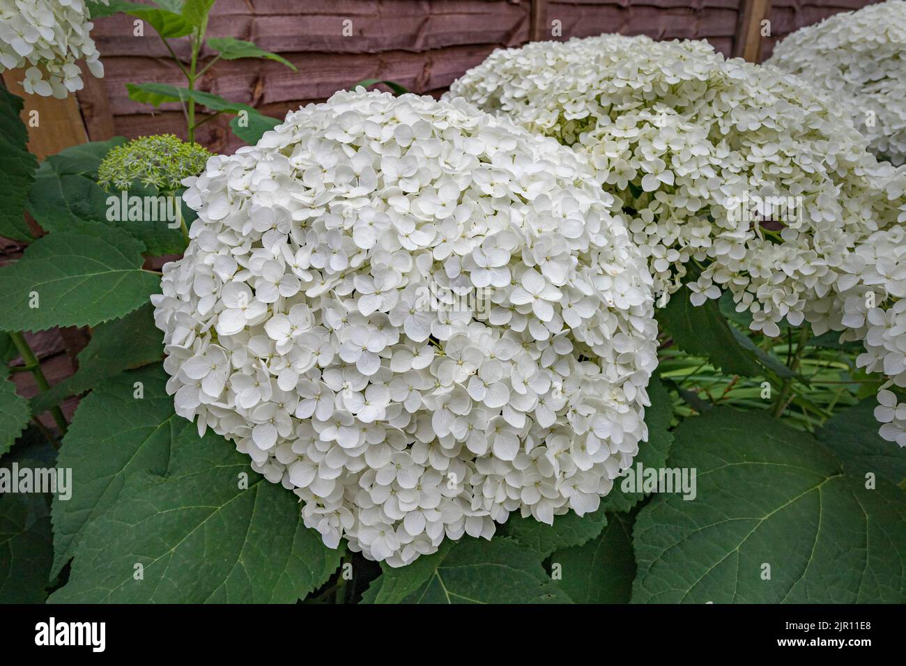 Hydrangea arborescens Annabelle, a large bushy North American shrub , which produces very large, spherical heads of white sterile flowers in summer Stock Photo