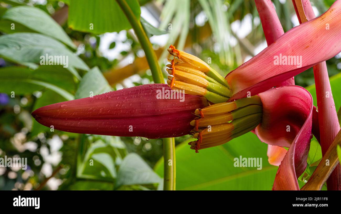 The Abacá (Musa textilis), also called Manila hemp, banana hemp or Musa hemp, is used as a fiber plant. For example for the production of seawater-res Stock Photo