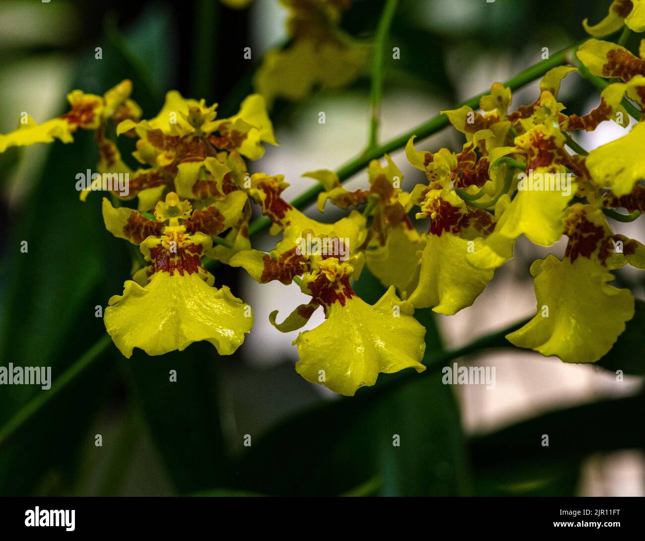 Oncidium flexuosum or Oncidium varicosum or Dancing-lady orchid flowers. Stock Photo