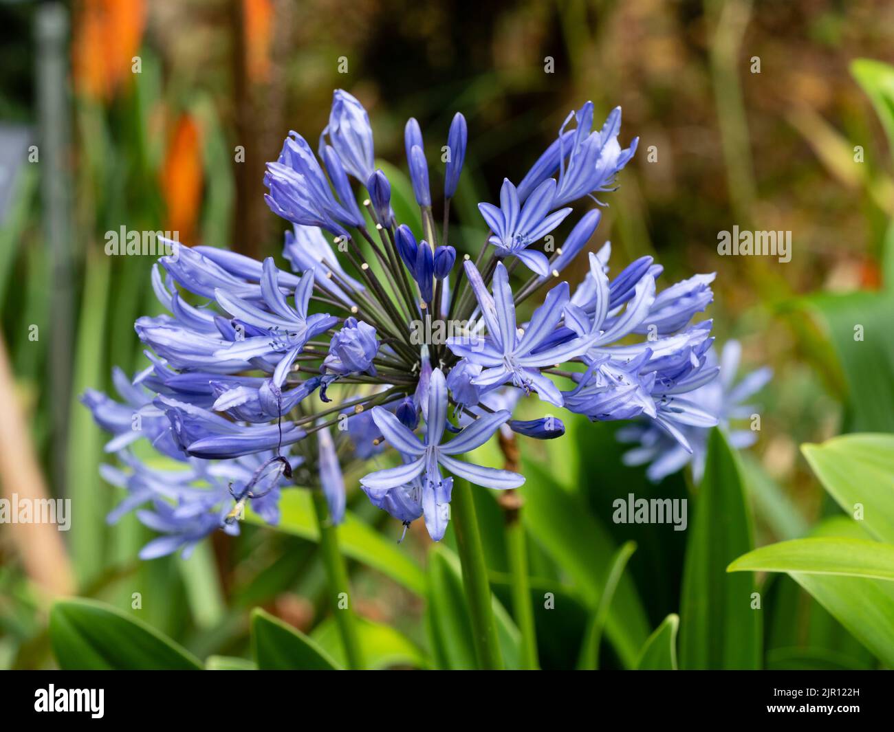 Head of blue trumpet flowers of the herbaceous perennial stalked African lily, Agapanthus caulescens Stock Photo